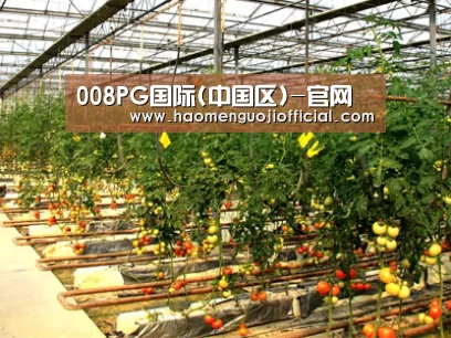 种植基地二(图1)
